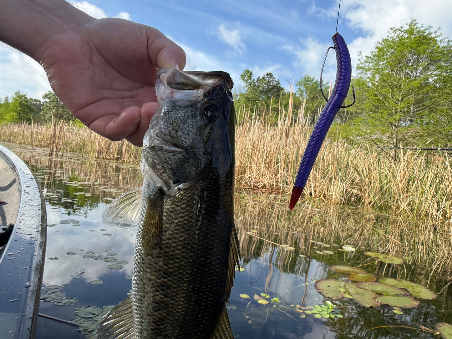 Phantom Bruise (3.8" Minnow)