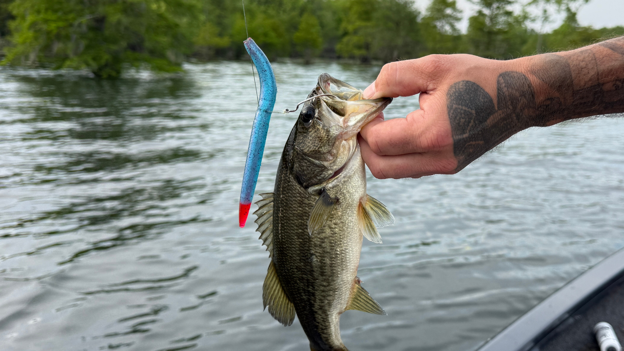Ghostfin Redbreast (5” Stick Bait)