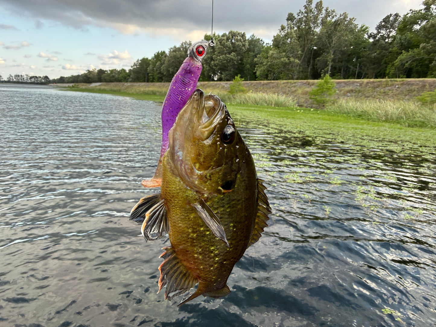 Widow’s Crown purple soft plastic bass bait with gold flake and pearl for clear water fishing