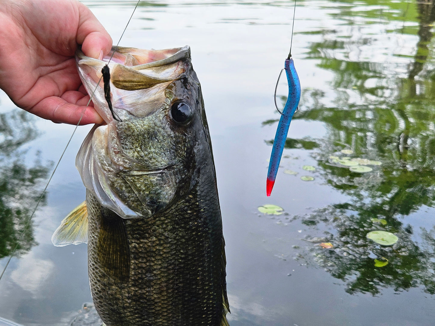 Ghostfin Redbreast (5” Stick Bait)