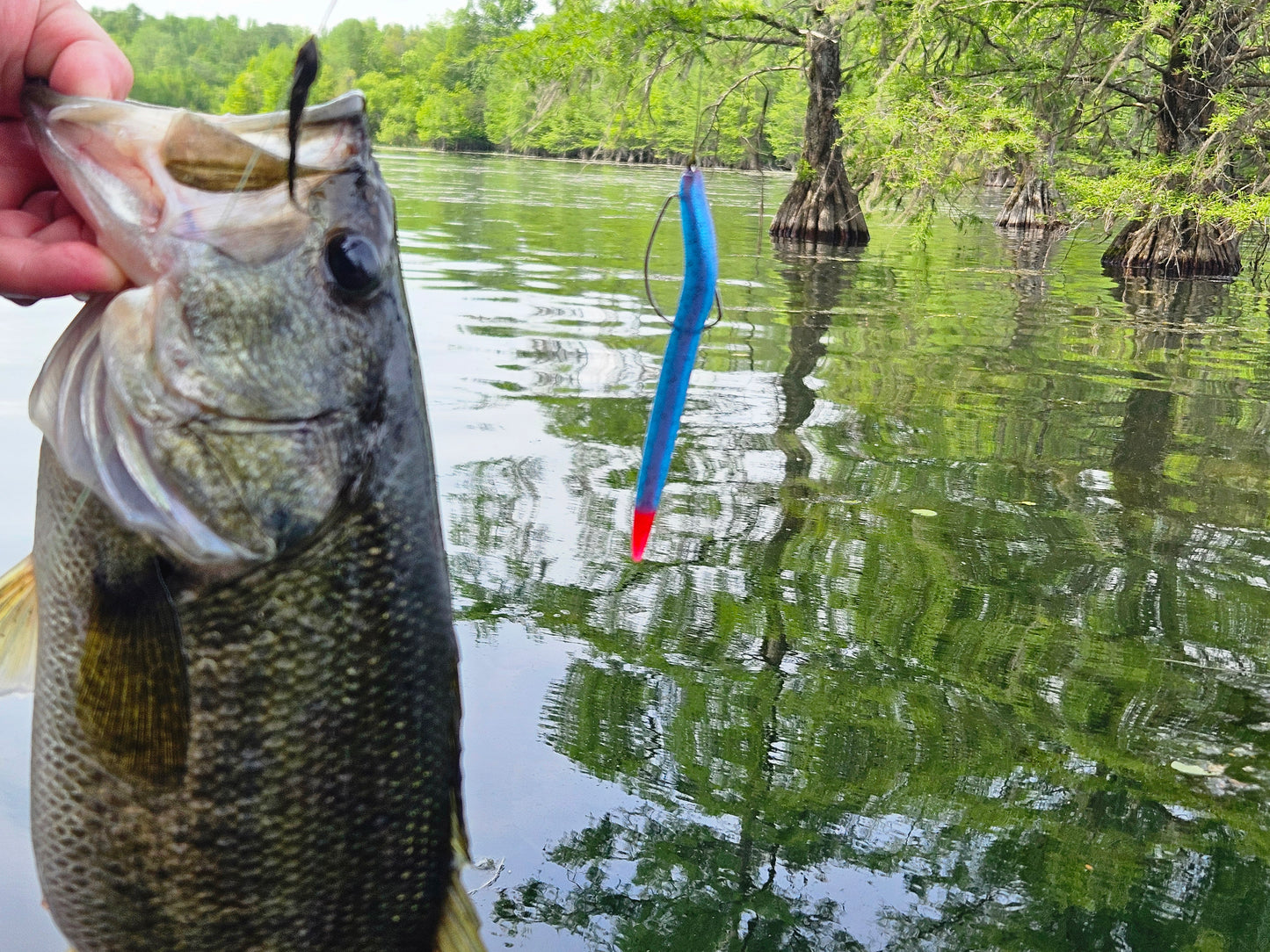 Ghostfin Redbreast (3.8" Minnow)