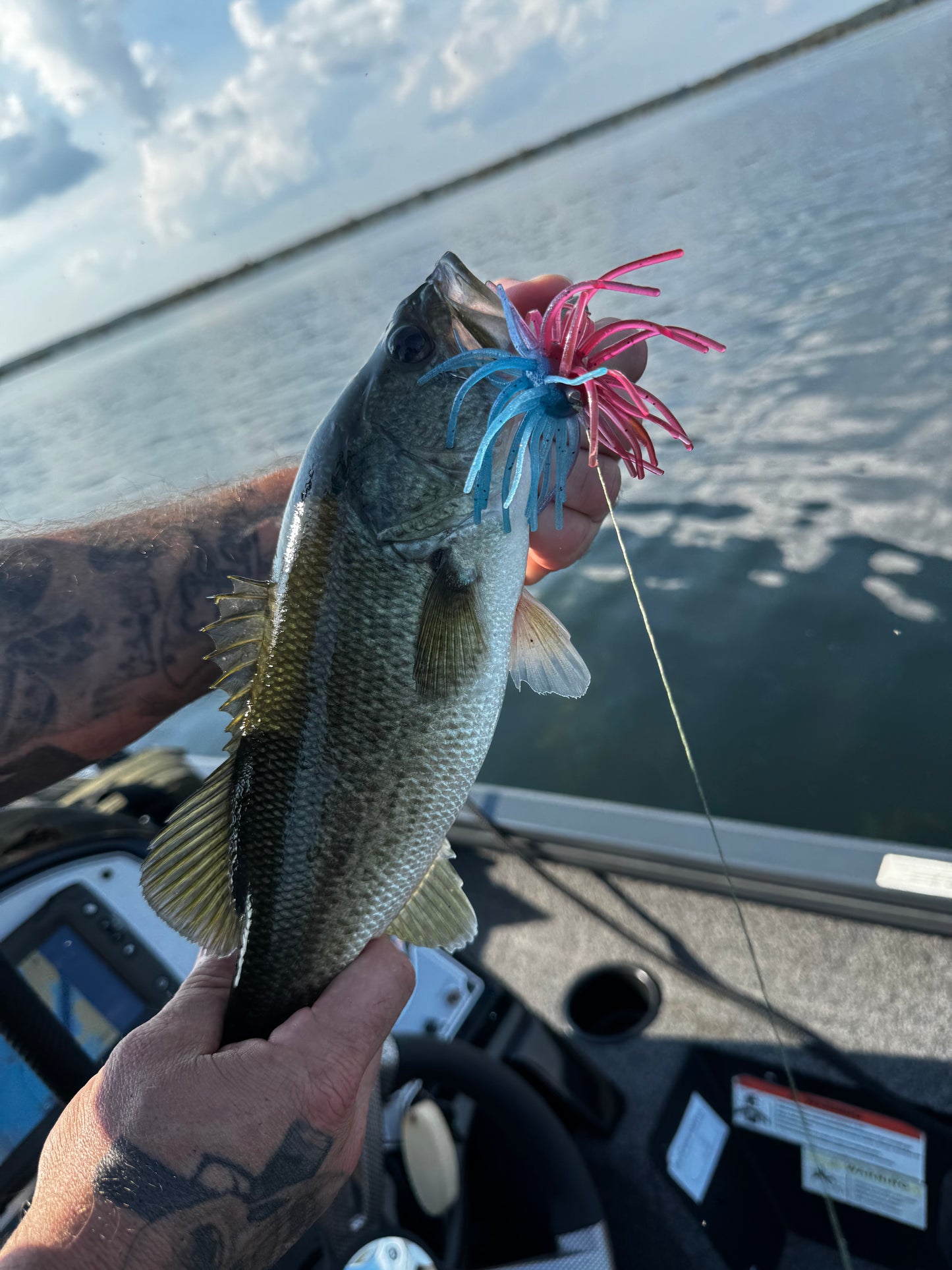 4" Swamp Tick (Ghostfin Redbreast)