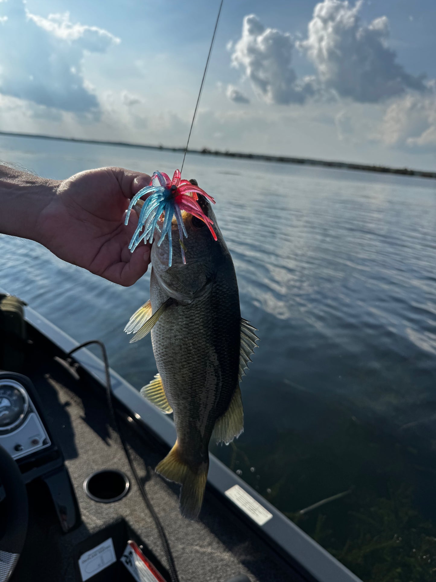 4" Swamp Tick (Ghostfin Redbreast)