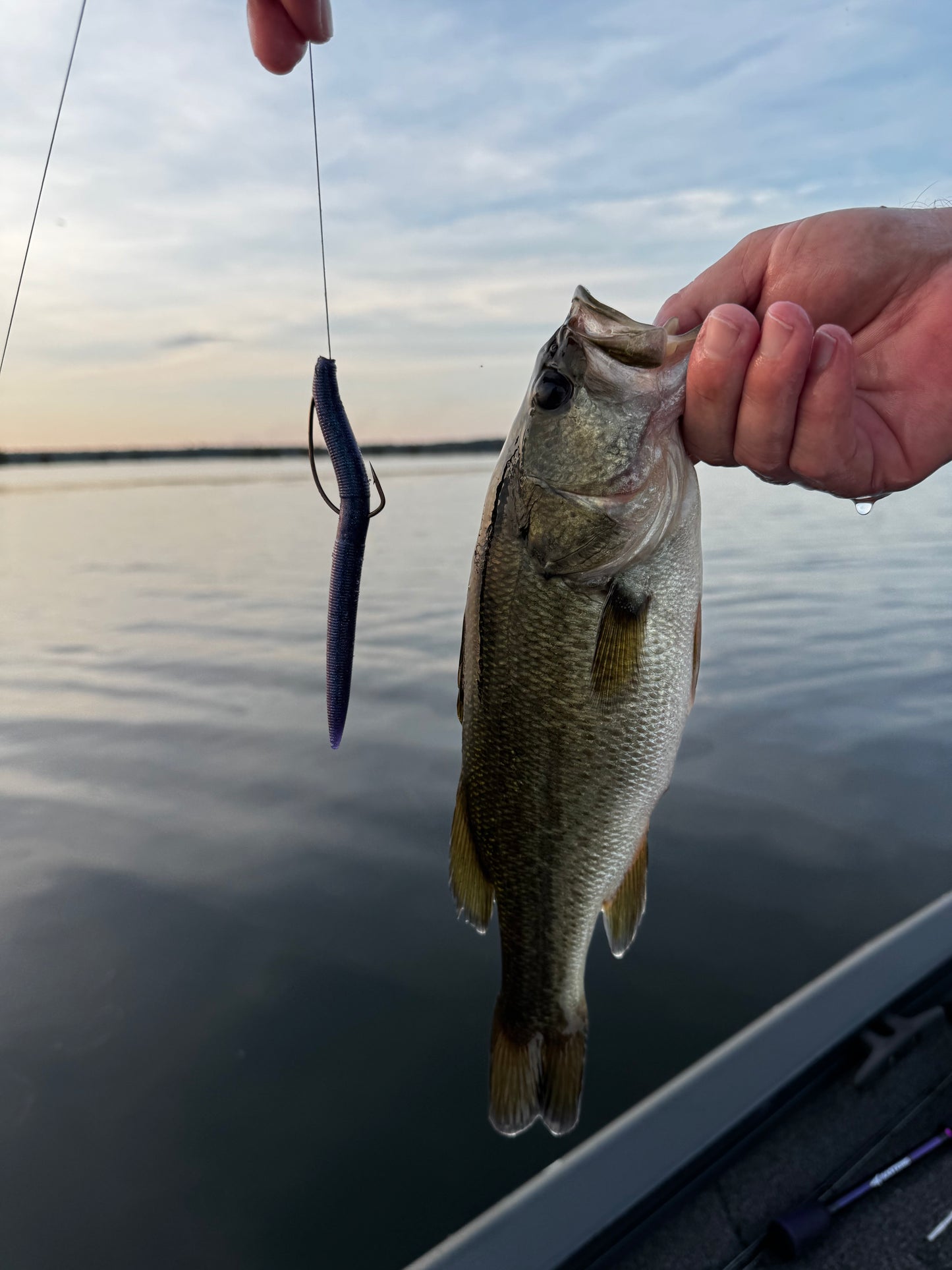 Cypress Eclipse (5″ Stick Bait)