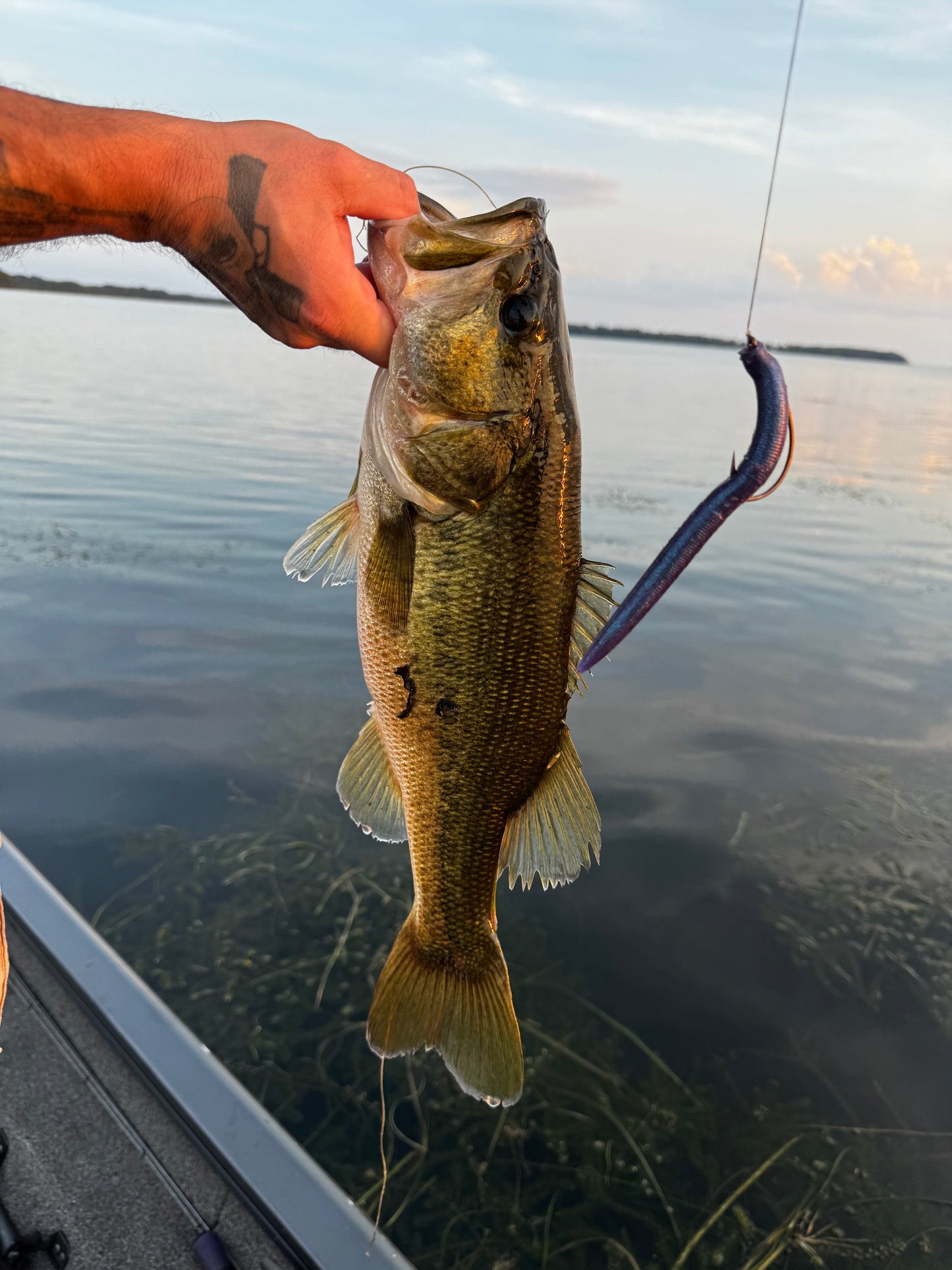 Cypress Eclipse (5″ Stick Bait)