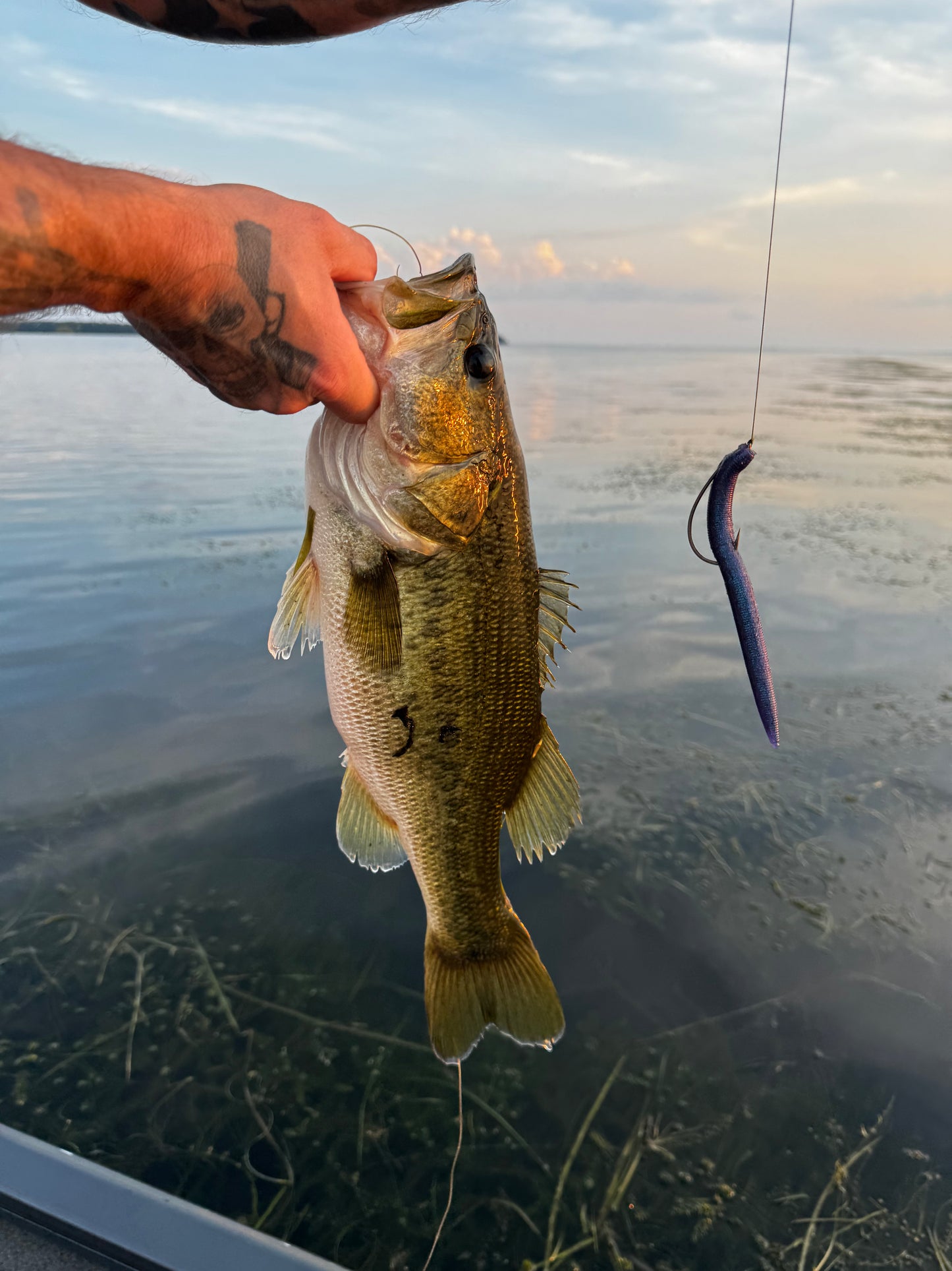 Cypress Eclipse (5″ Stick Bait)