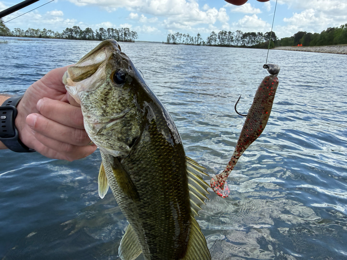 Bloodleaf (3.8" Minnow)