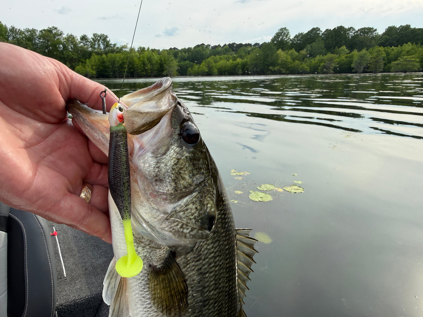 Blackwater Tipoff(3.8" Minnow)