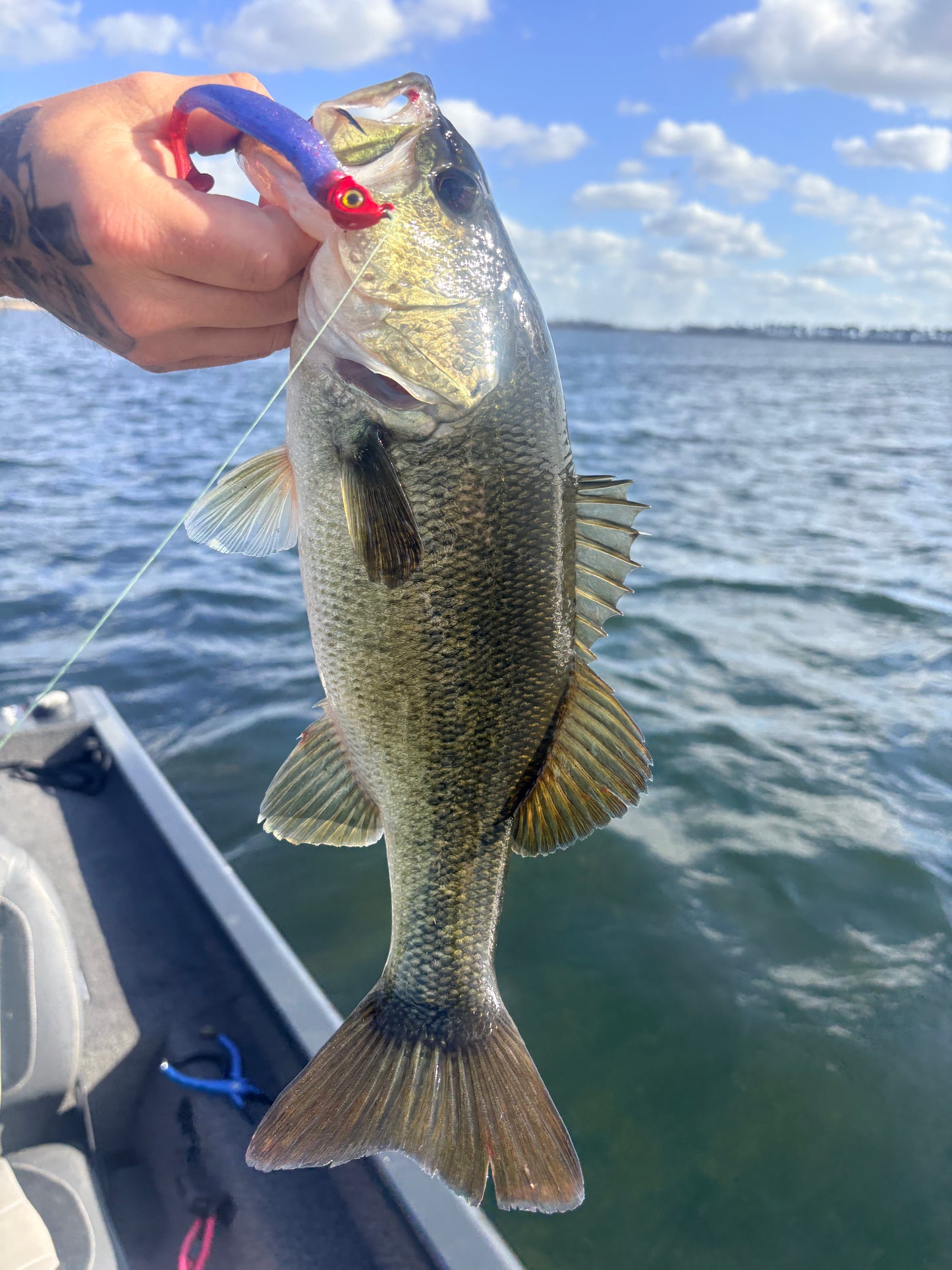 Phantom Bruise (3.8" Minnow)