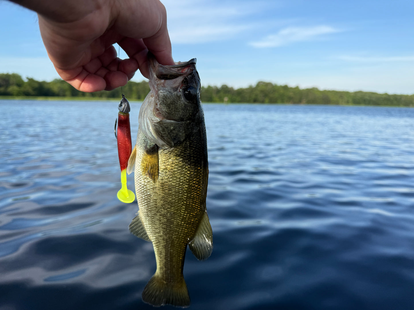 Carolina Heat (3.8" Minnow)
