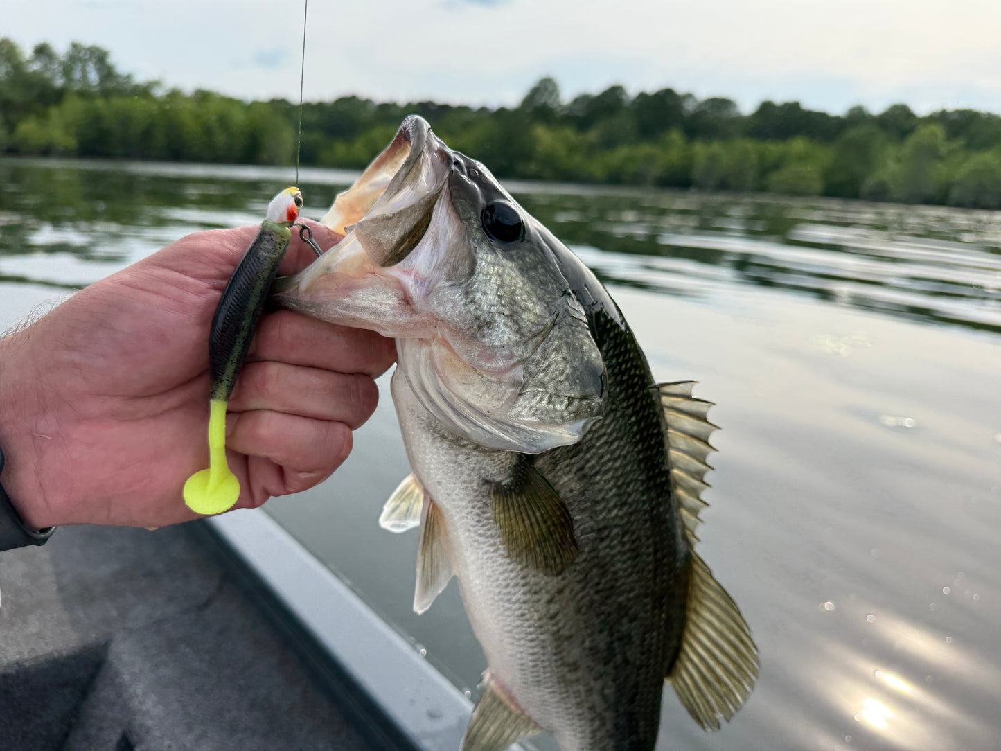 Blackwater Tipoff chartreuse tail soft plastic bass bait for muddy and stained water fishing