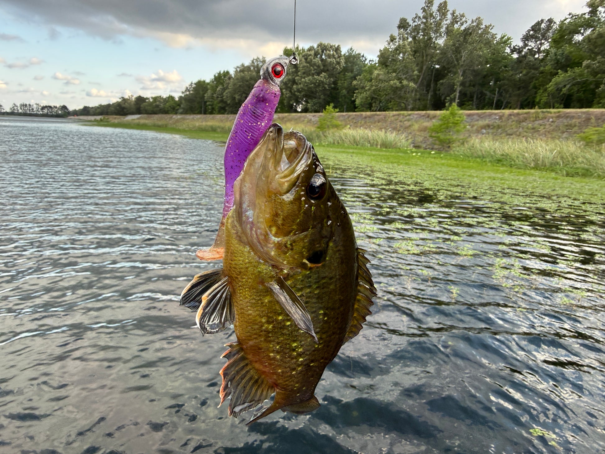 Widow’s Crown purple soft plastic bass bait with gold flake and pearl for clear water fishing