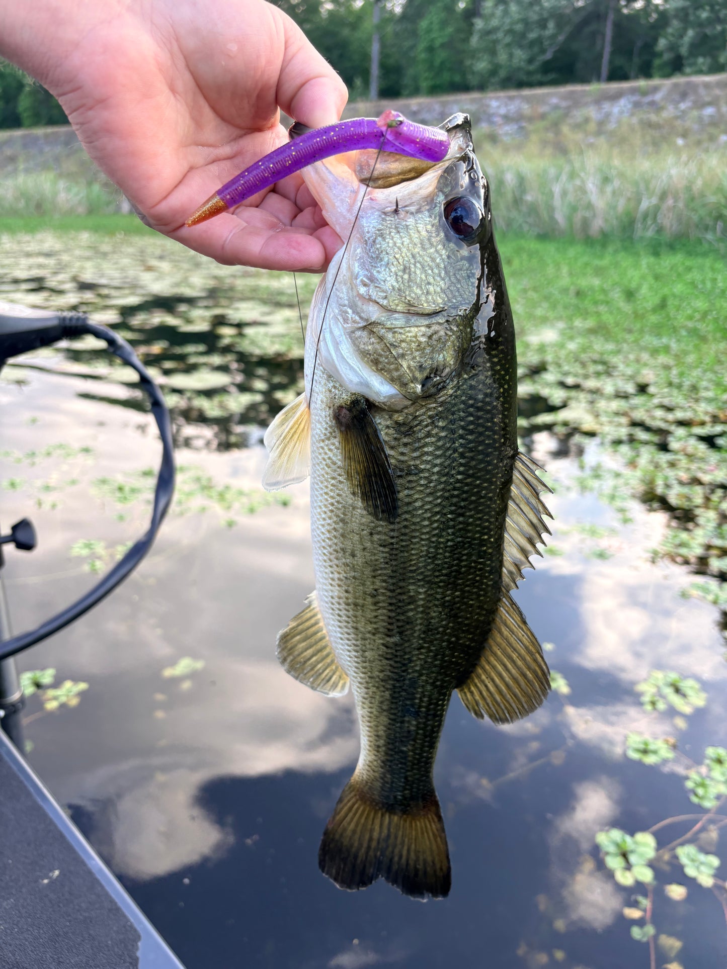 Widow’s Crown purple soft plastic bass bait with gold flake and pearl for clear water fishing